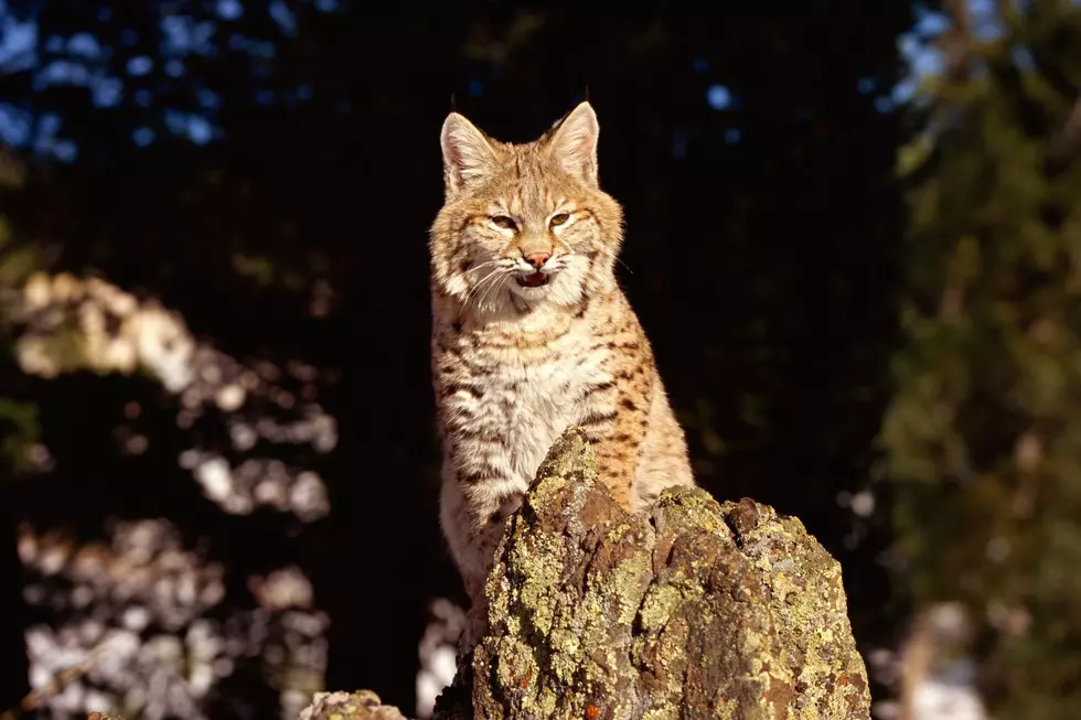 Bobcats are shy creatures so New Jersey residents are asked to not both them in the wild