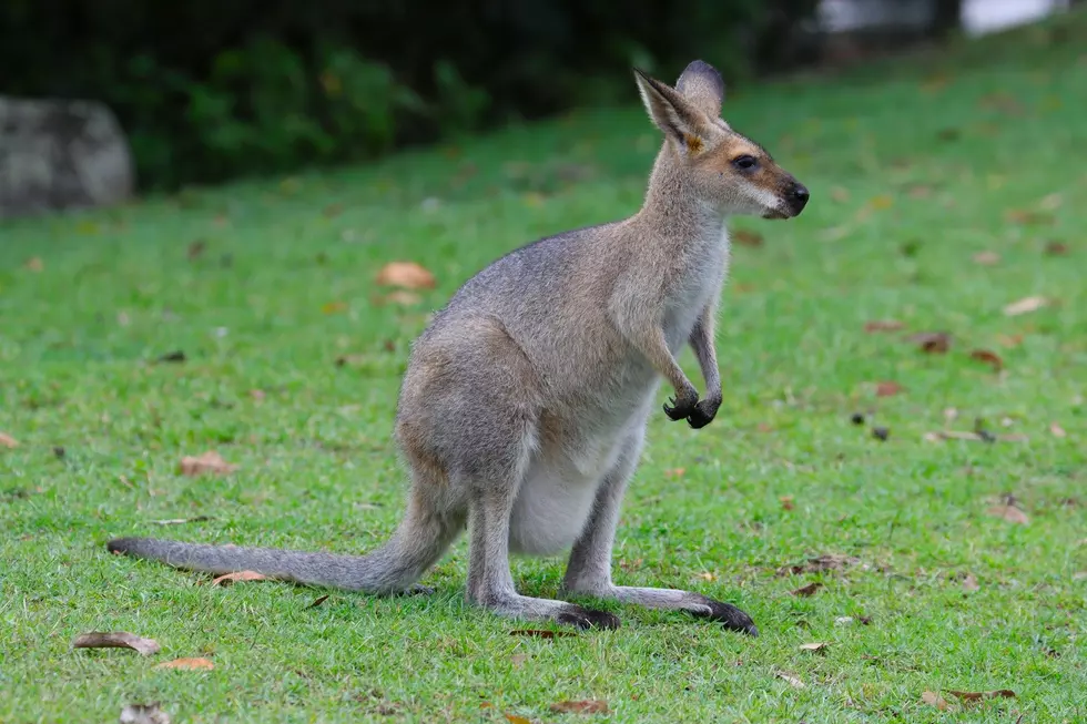 Cops, Zoo Workers Searching for Escaped Wallaby in Middle Twp.